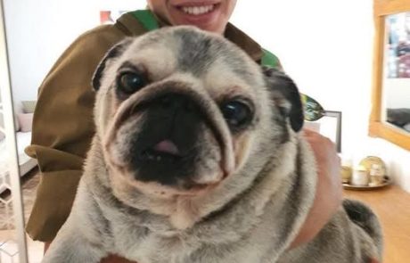 געגועים של כלב