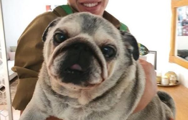 געגועים של כלב