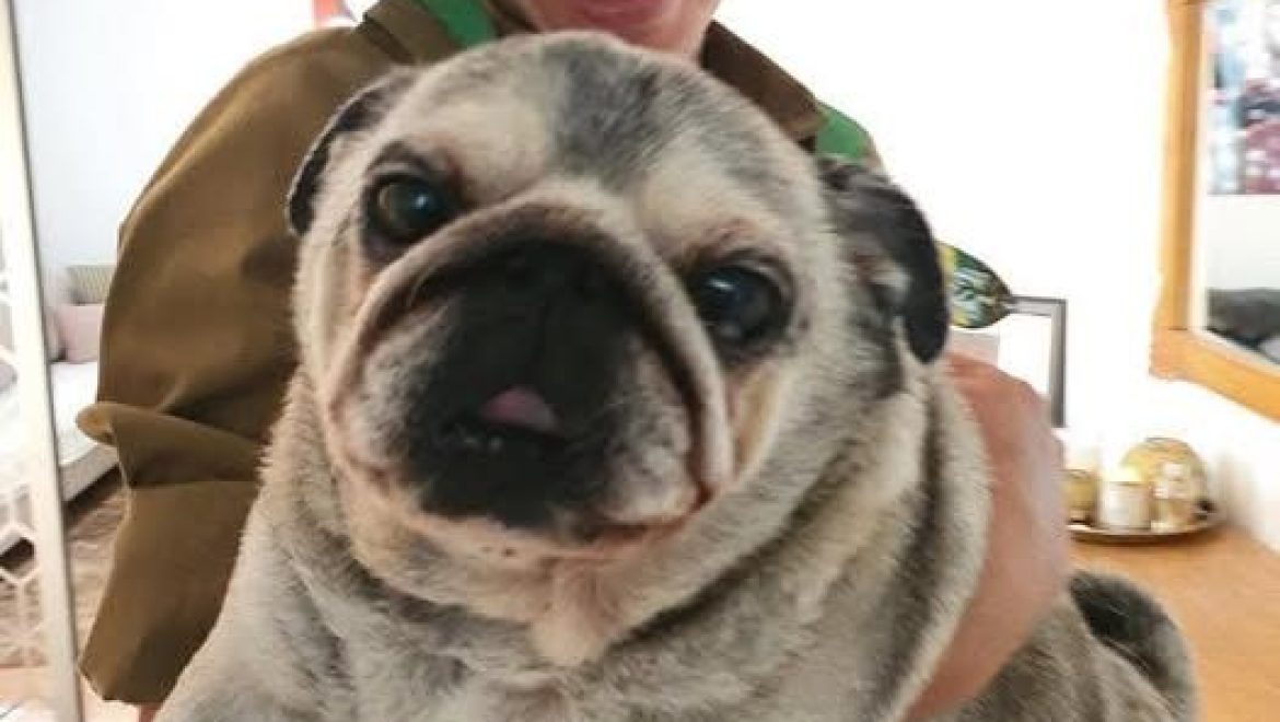 געגועים של כלב